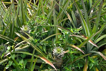 Obraz premium Ananas