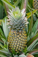 Fototapeta premium Ananas