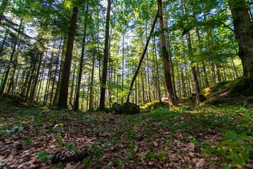 scenery around lake Königssee 