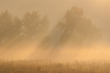Fototapeta na wymiar morning fog in the forest