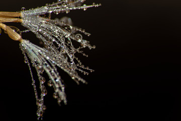 a maravilha do mundo macro