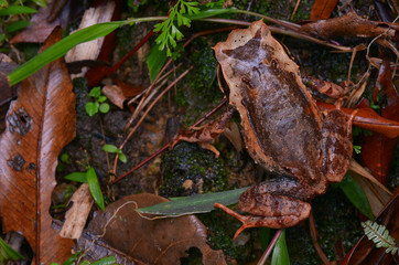 image of a Kinabalu Horned Frog from Borneo - Megophrys baluensis