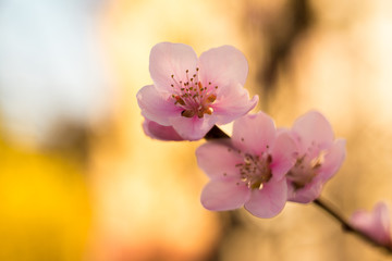 beautiful spring colors, apple blossoms and cherries