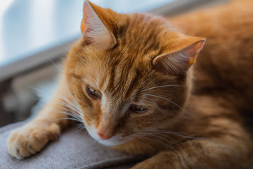 A portrait of an adorable young domestic ginger tabby cat relaxing at home on the back of a sofa against a window
