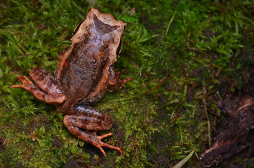 image of a Kinabalu Horned Frog from Borneo - Megophrys baluensis