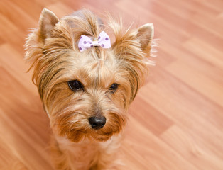 Beautiful sad yorkshire terrier with bow