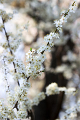 Cherry plum branches with white flowers and young leaves, spring concept.