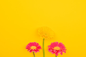 Gerbera. Flowers on a yellow background. Minimalism concept in pop art style, poster with free space for text. Creative background. Copy space.