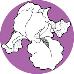iris flawers in the circle hand draw