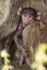 Mum and baby baboon on savanna.