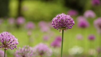 beautiful fluffy flowers of lilac allium flowers blooming in the park or in the garden