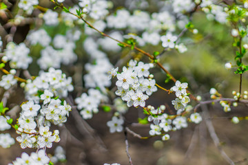 April spring bloom time white tree flowers colorful park outdoor scenic view with blurred nature background environment