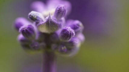 close up of a purple flower