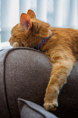 A portrait of an adorable young domestic ginger tabby cat relaxing at home on the back of a sofa against a window