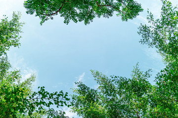 Green foliage background cloudy sky.CR2