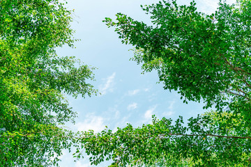 Green foliage background cloudy sky.CR2