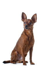 dog on a white background. Russian toy terrier. in a studio. Photo of a pet for design.
