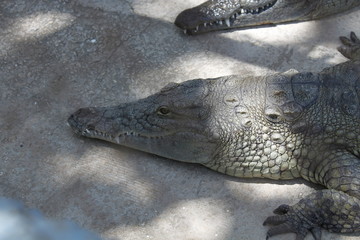 alligator in the zoo shot from above