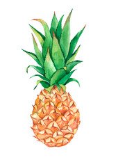 The pineapple isolated on white background, watercolor illustration fruit  in hand drawn style.