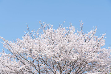 青空に満開の桜