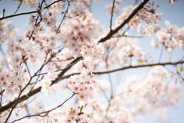 淡い色の桜