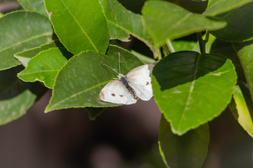 White  Australian Butterfly. 