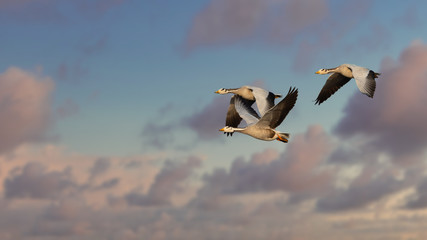 Bar-headed Geese in flight