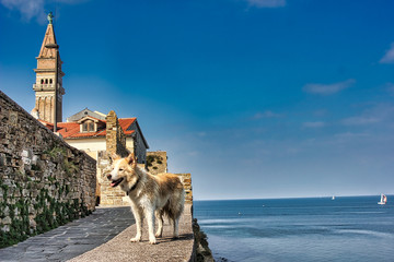 border collie at sea