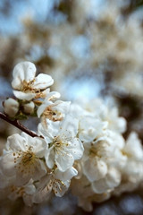 cherry tree blossom
