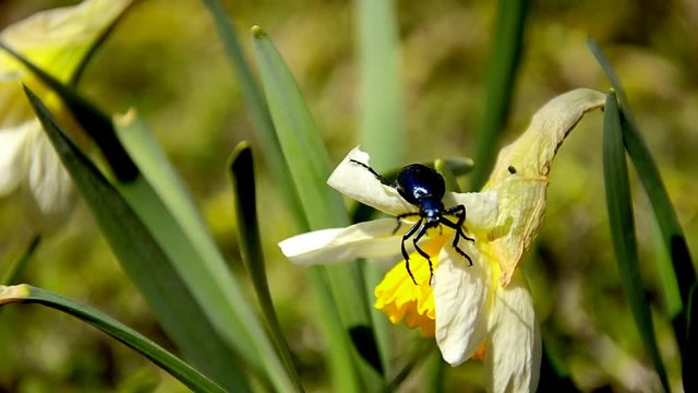 Proscarabaeus Meloe blister insect beetle in wildlife, Blue beattle (coleoptera) climbs a daffodil flower in spring on a windy day. Large, dark metallic blue insect.