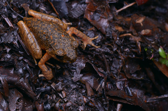 close  up image of a beautiful Kinabalu Slender Litter Frog -  Leptolalax arayai 