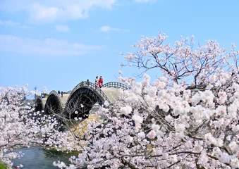 Foto auf gebürstetem Alu-Dibond Kintai-Brücke Sakura in voller Blüte und Kintaikyo-Brücke