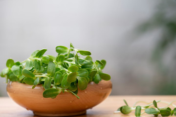 fresh micro green Sunflower sprouts in wooden bowl, organic farm