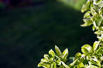 green leaves border in the garden