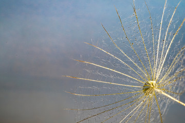 Macro of flower at the studio