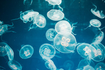 Pequeñas medusas de color blanco brillante en un acuario