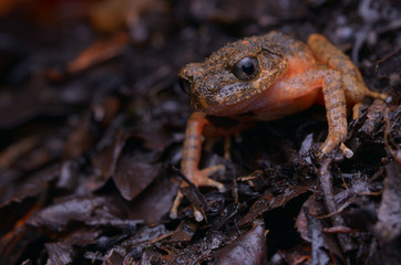 close  up image of a beautiful Kinabalu Slender Litter Frog -  Leptolalax arayai 