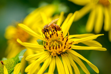 honey bee on a cup-flower