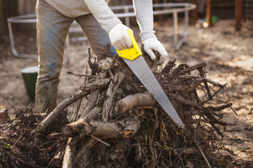 Obraz premium man with saw cuts off rhizomes from uprooted tree