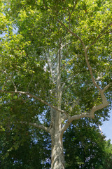 Alte Platane