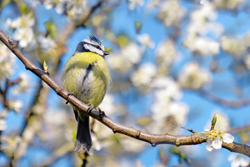 A  portrait of a blue tit on a branch with a white blossom tree in the background