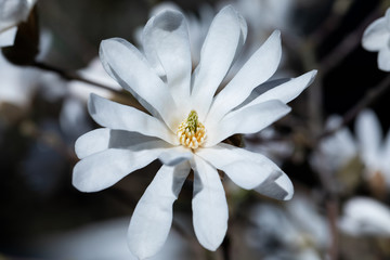 biała gwieździsta magnolia