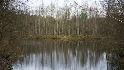 Jezior z wodą w lesie