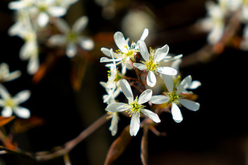 Blüten einer Kupferfelsenbirne (Amelanchier lamarckii)