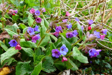 Obraz premium Lungenkraut Blüte