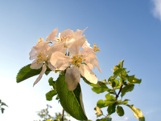 Flower of a blossoming apple tree against the background of a blue tree in spring season in the light of the setting sun