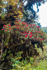 Fototapeta premium Thailand - Doi Inthanon