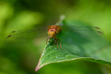 Cherry-faced meadowhawk dragonfly, Sympetrum internum