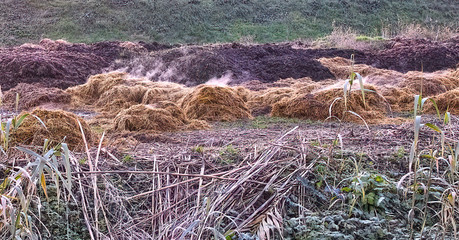 manure