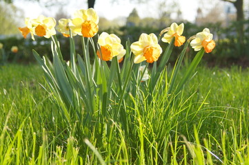 Obraz premium daffodils (Narcissus pseudonarcissus} in the grass with soft focus park in the background